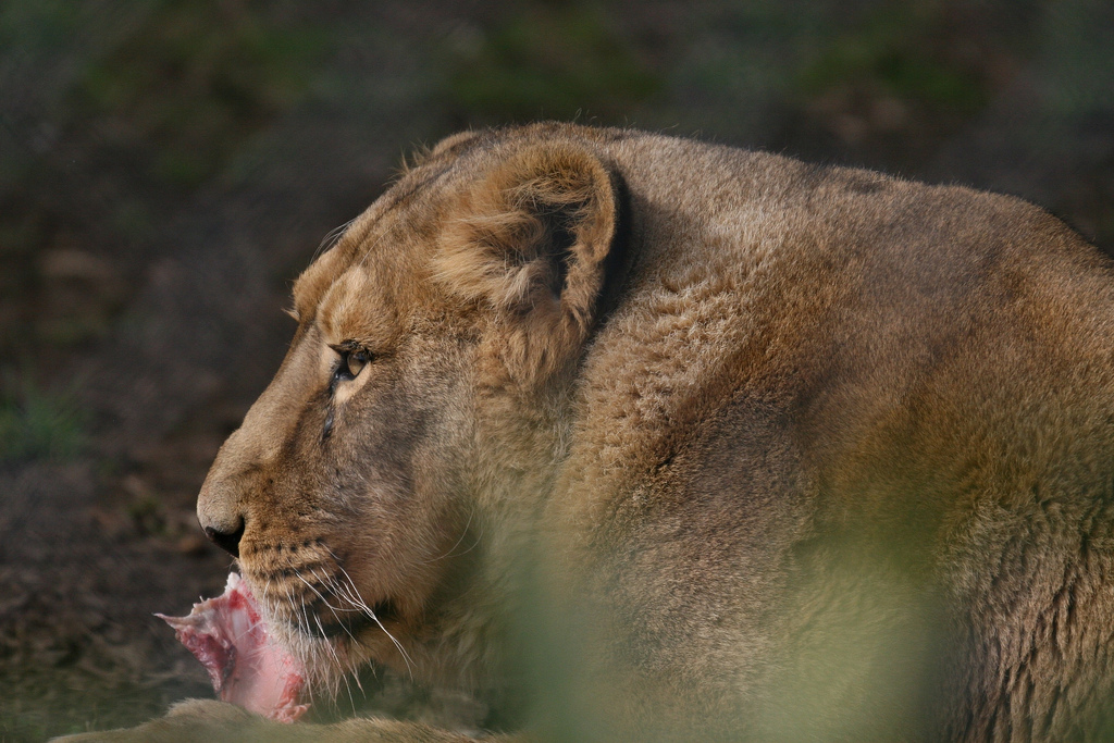 Asha with Lunch