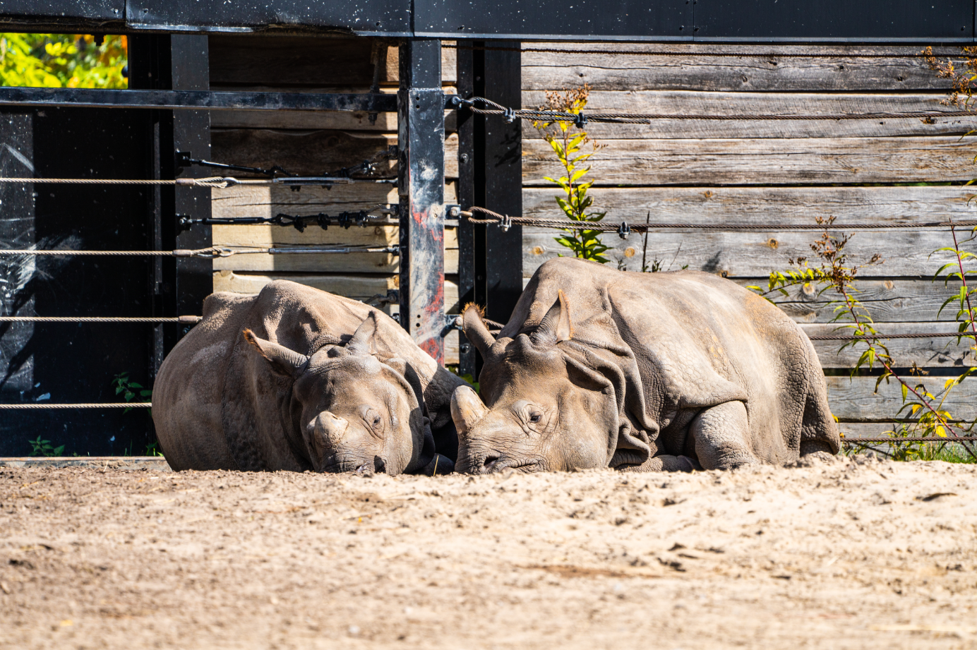 Ashakiran (right) & Kiran (left) the Indian Rhino mom and son