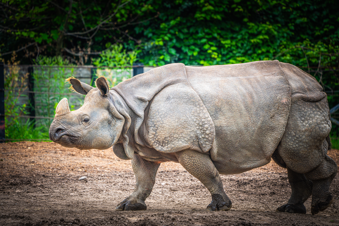 Ashakiran the female Indian Rhino