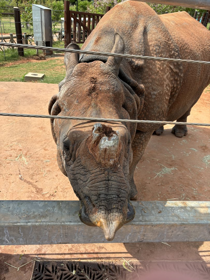 Ashanti, Greater One Horned Rhino
