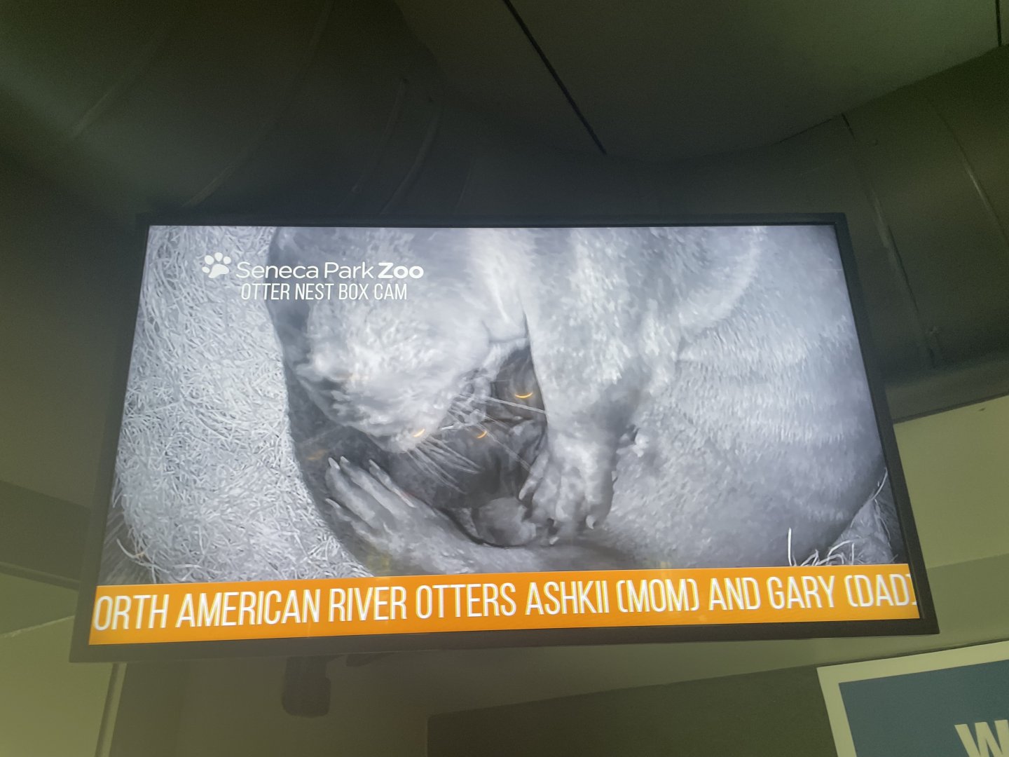 Ashkii Grooming Her Pups