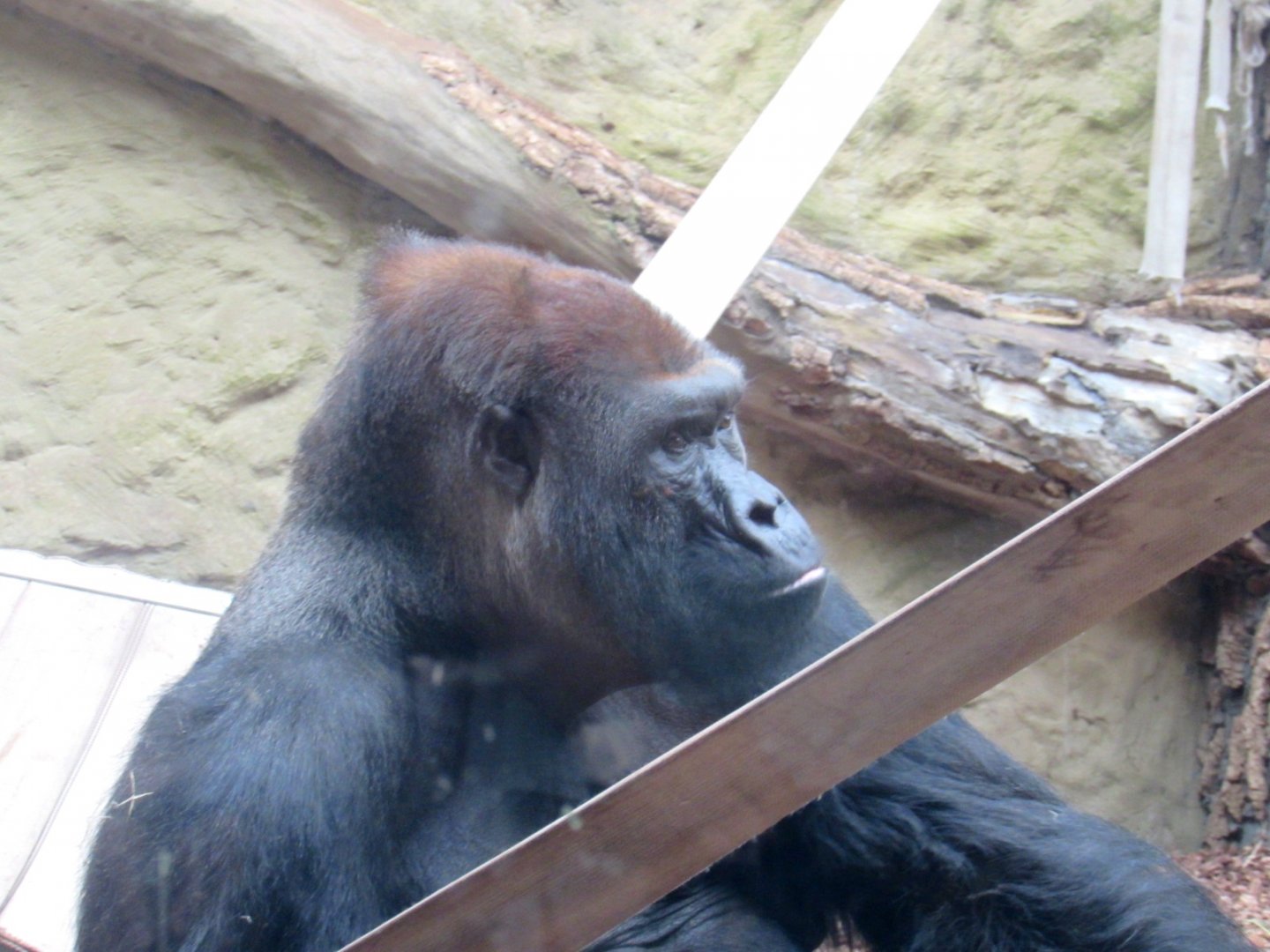 Ashmar - gorilla male