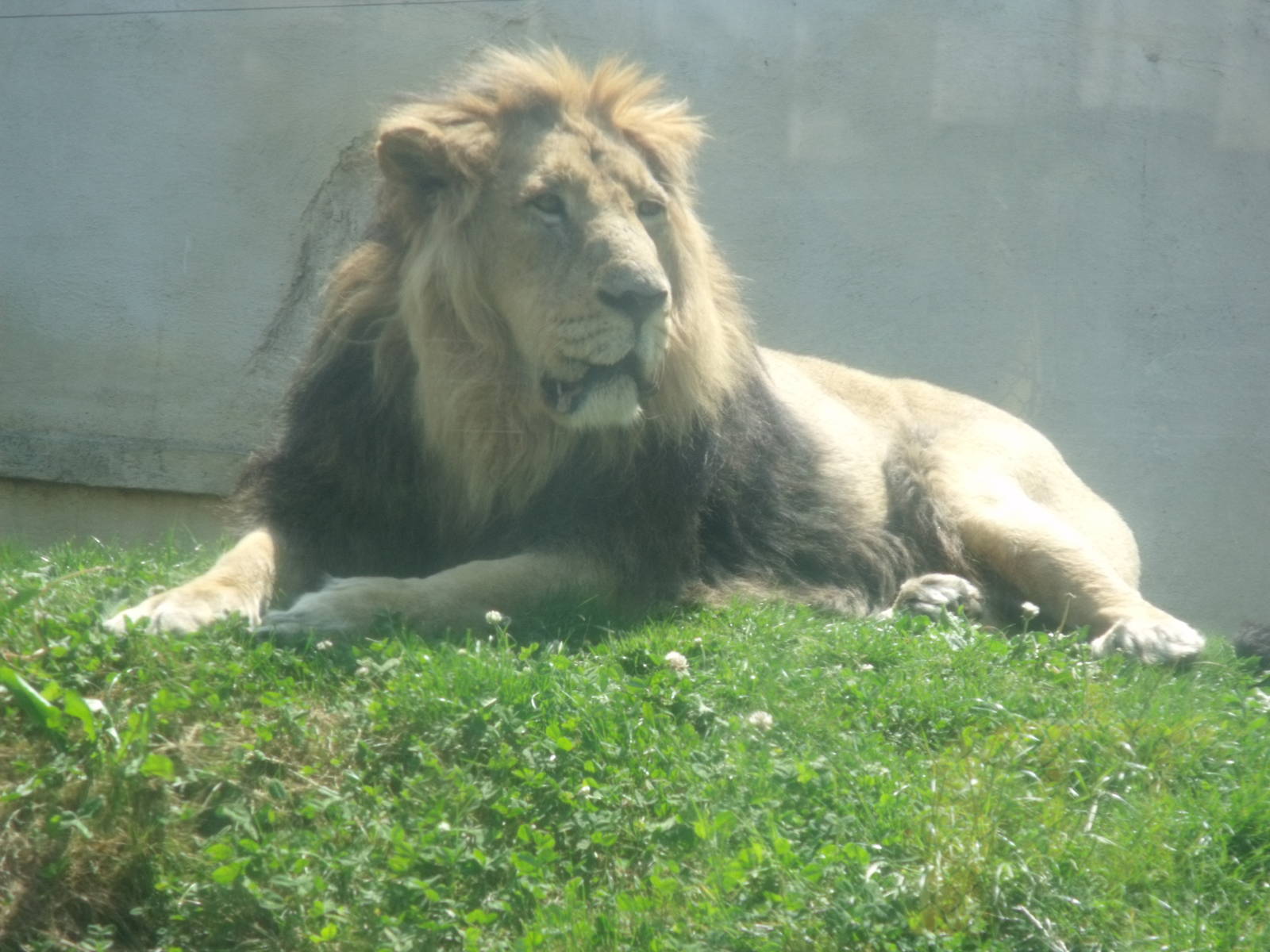 Ashok Asiatic Lion