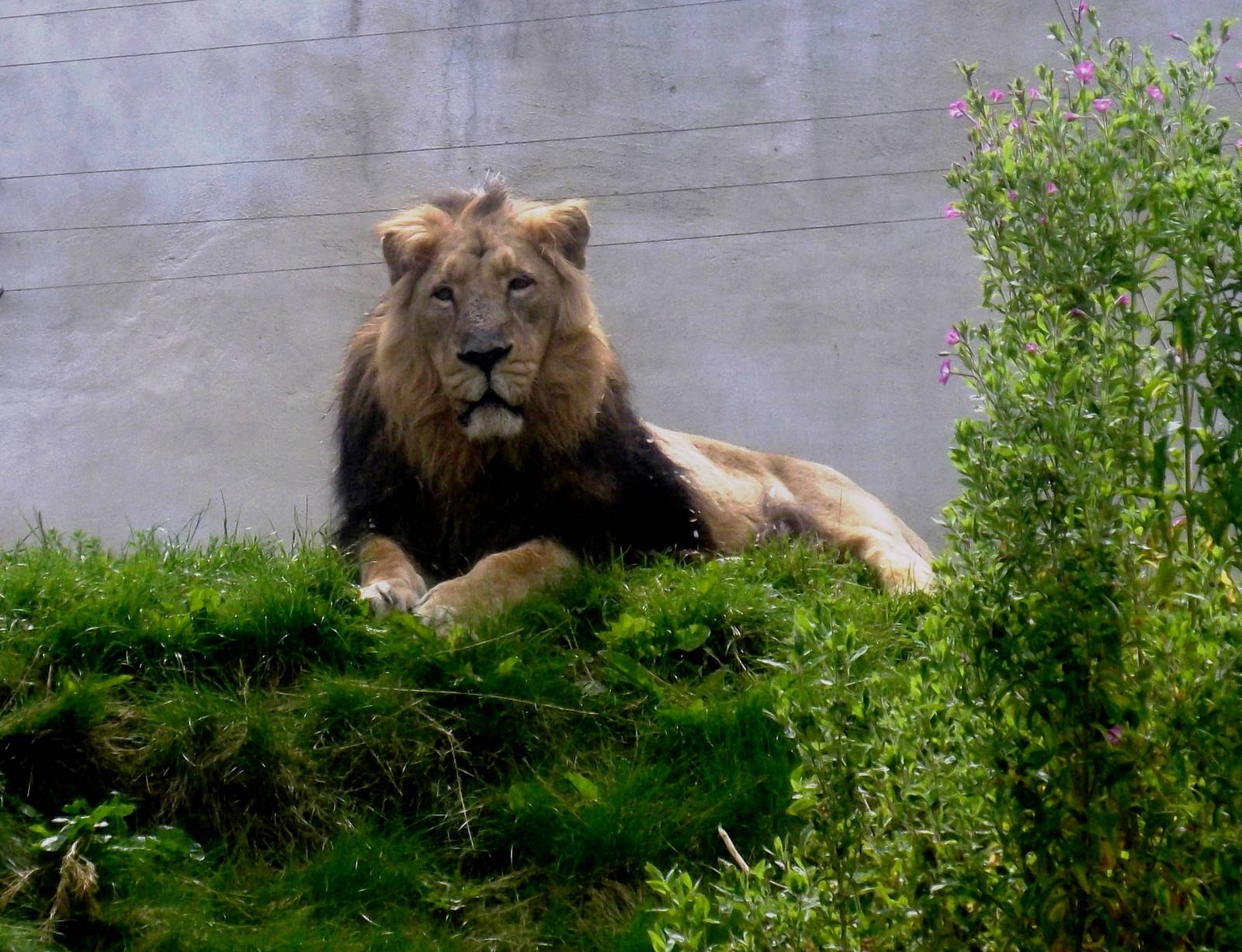 Ashok at Chessington on 2nd August 2012
