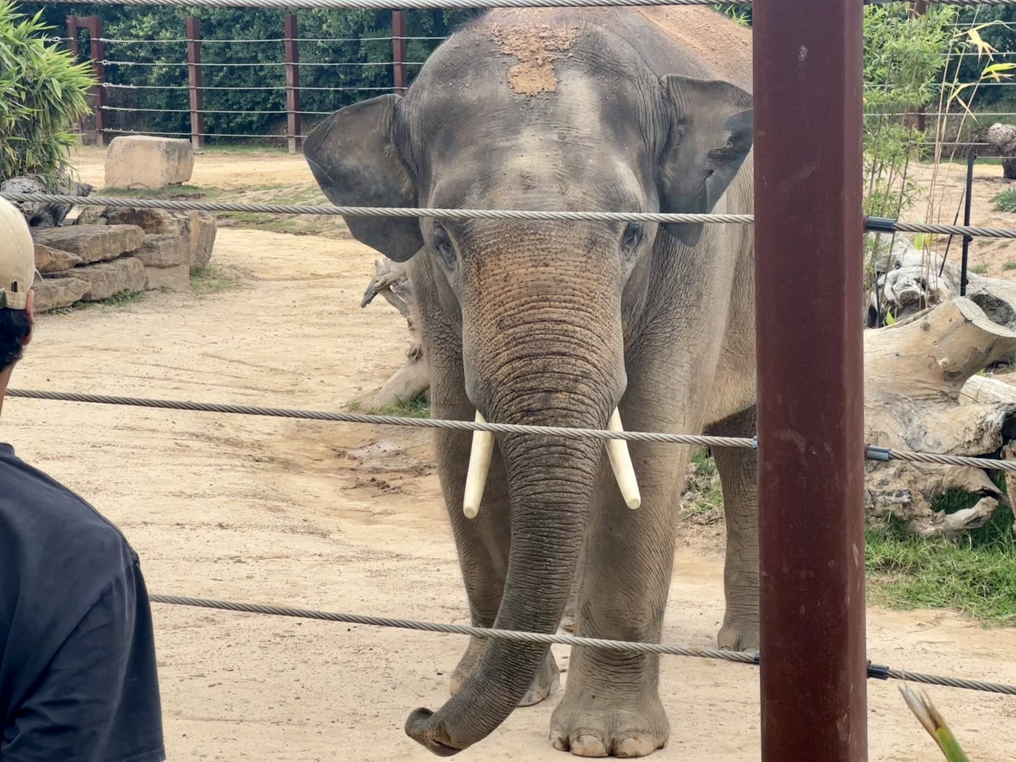 Ashoka (Asian Elephant)