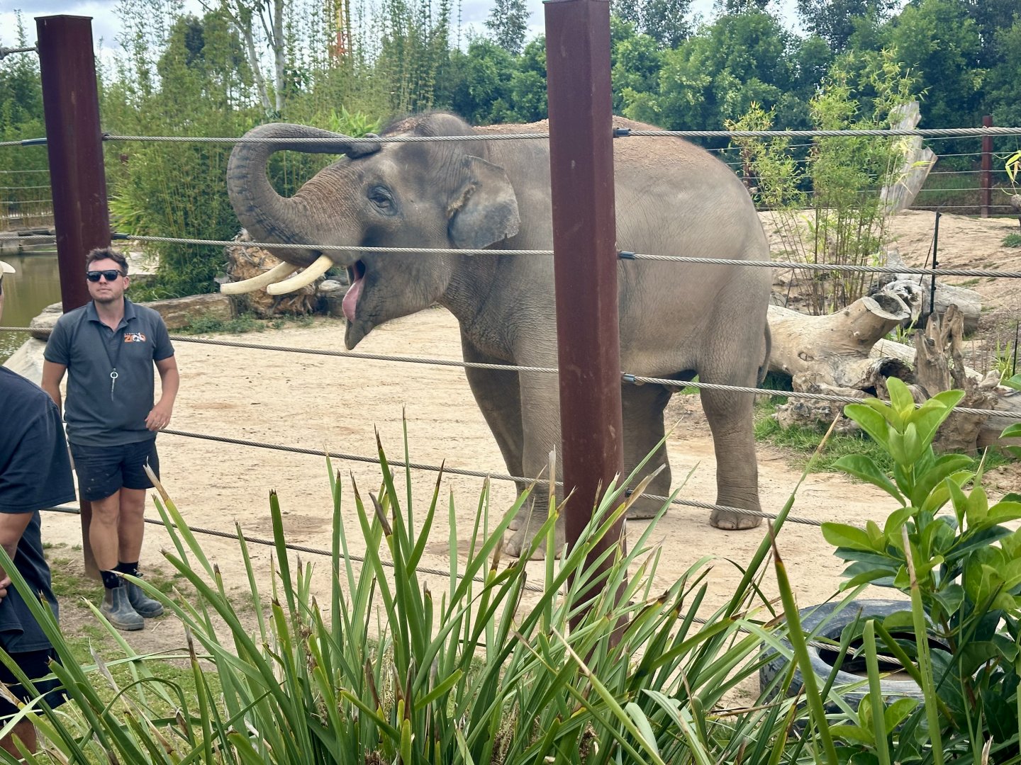 Ashoka (Asian Elephant)