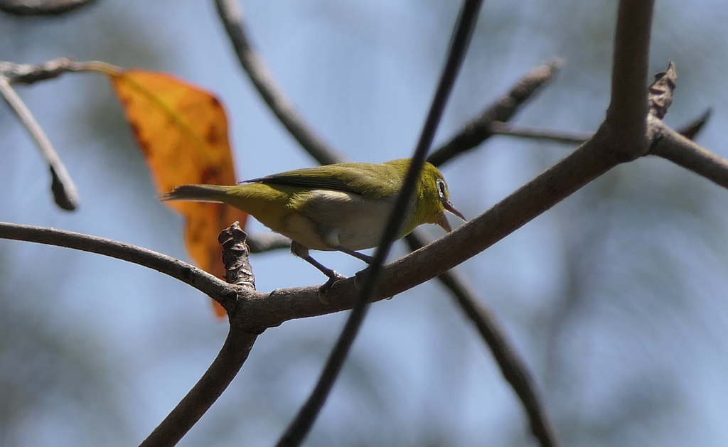 Ashy-bellied White-Eye - Green Island