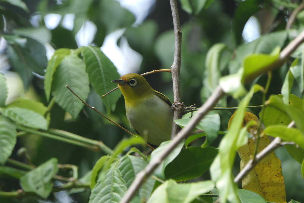 Ashy-bellied White-Eye - Green Island