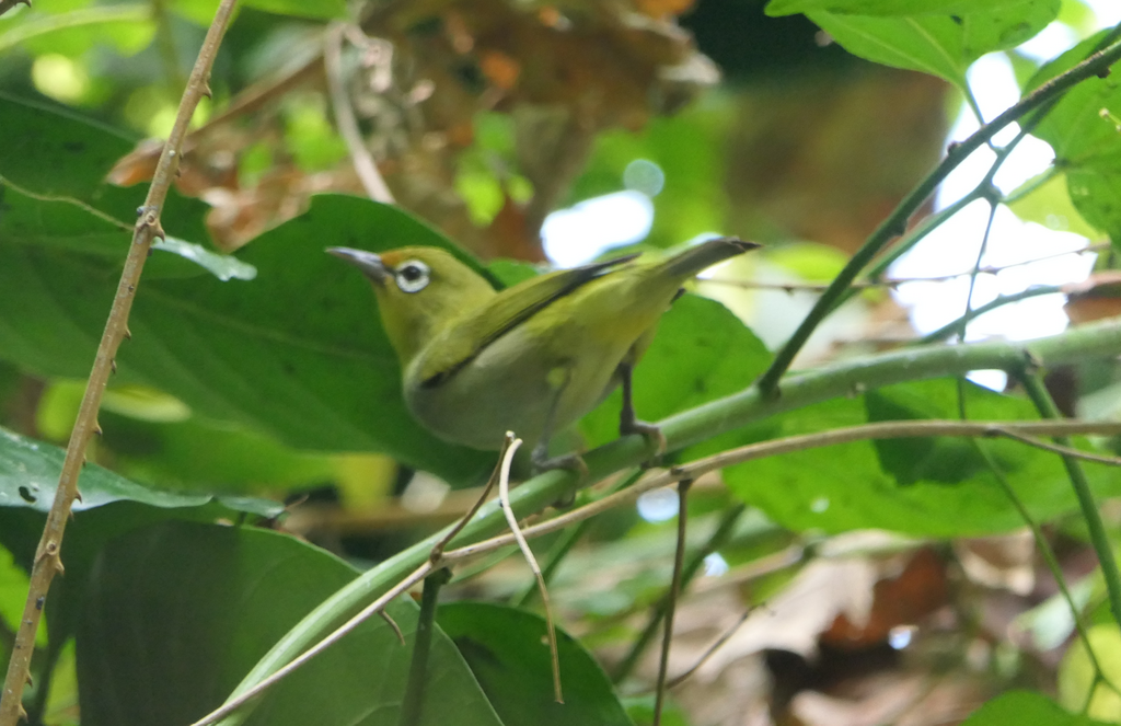 Ashy-bellied White-Eye - Green Island