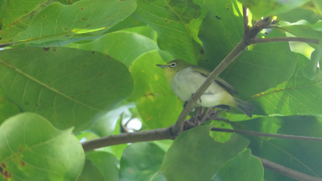 Ashy-bellied White-Eye (Zosterops citrinella)