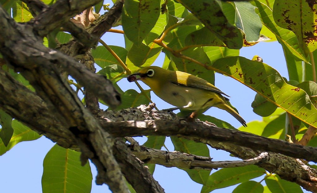 Ashy-bellied White-eye