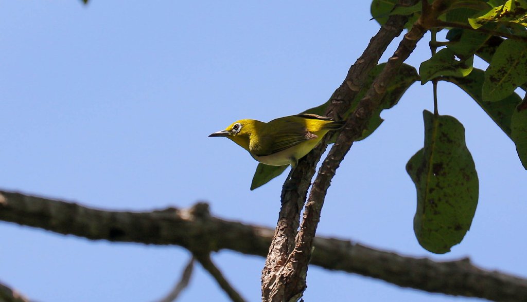 Ashy-bellied White-eye