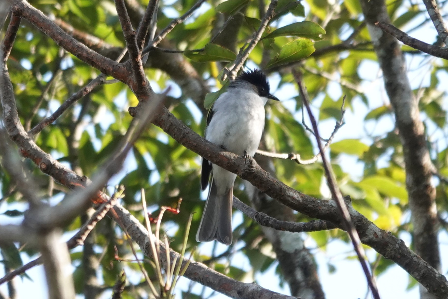 Ashy Bulbul