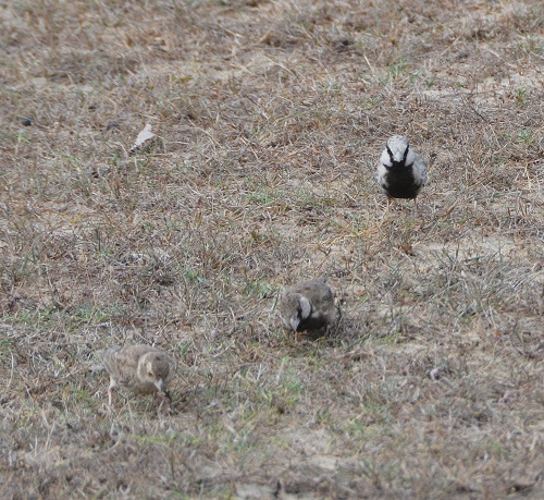 Ashy-crowned  sparrow larks