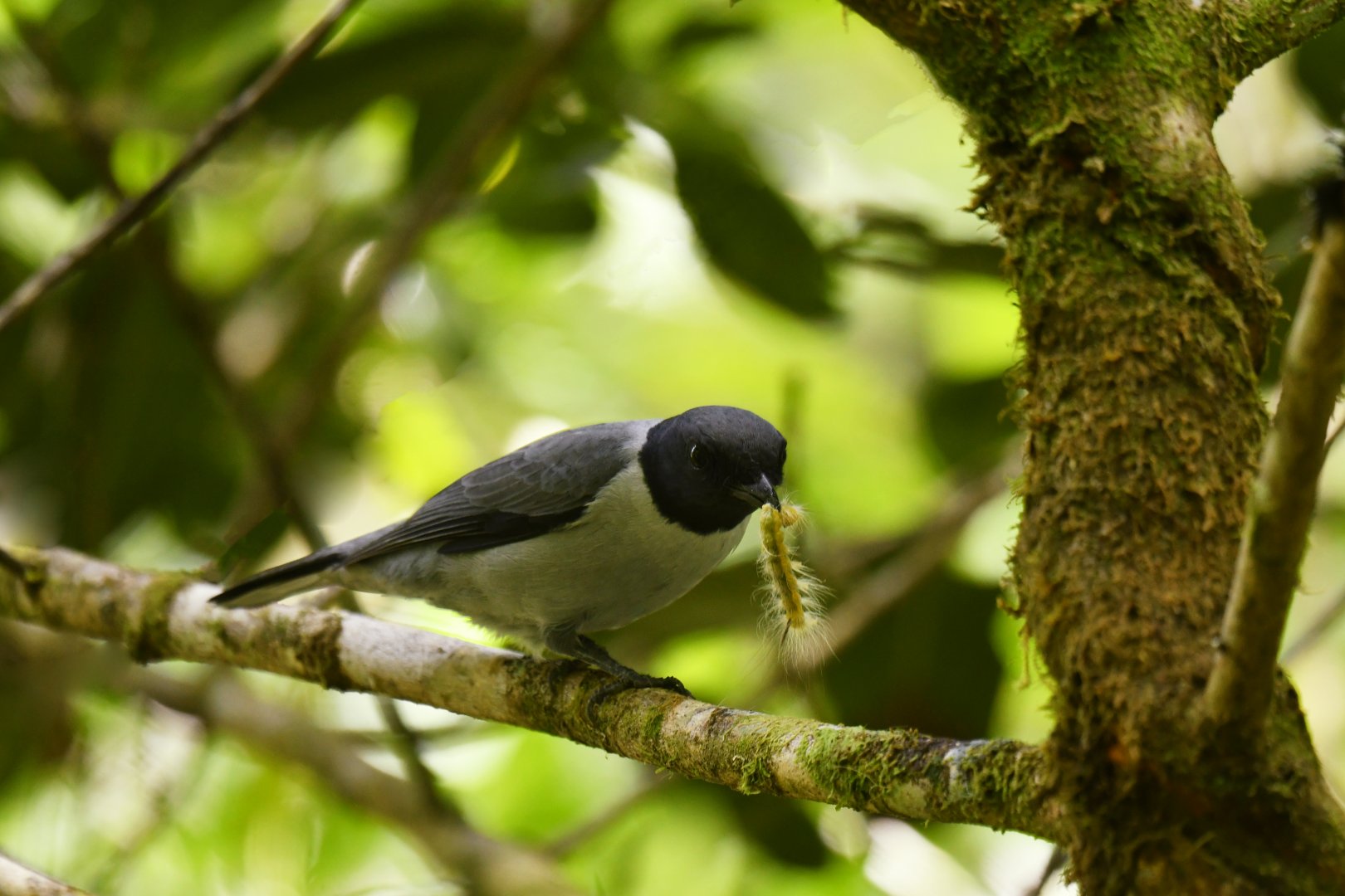 Ashy Cuckooshrike Ceblepyris cinereus