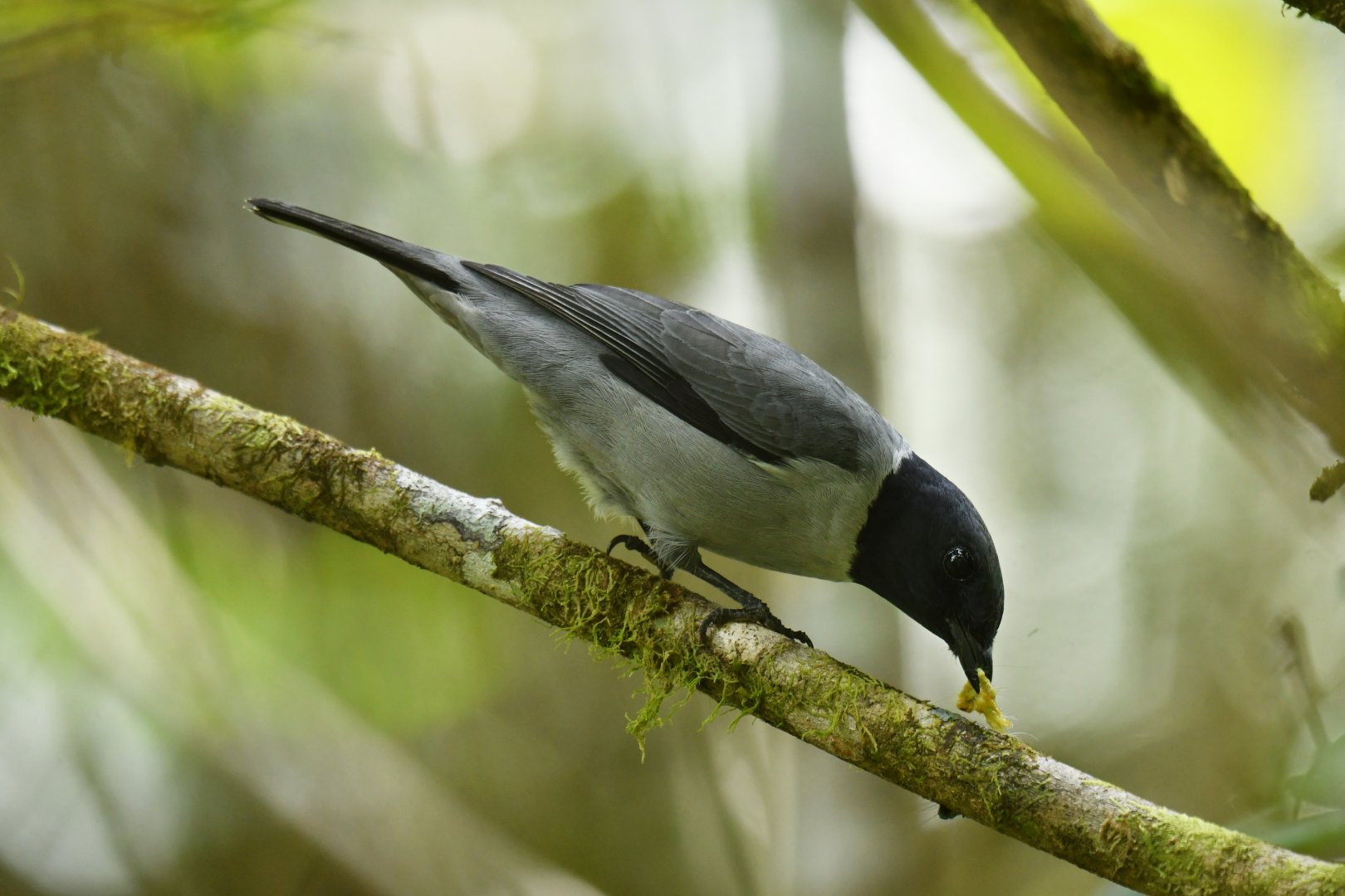 Ashy Cuckooshrike Ceblepyris cinereus