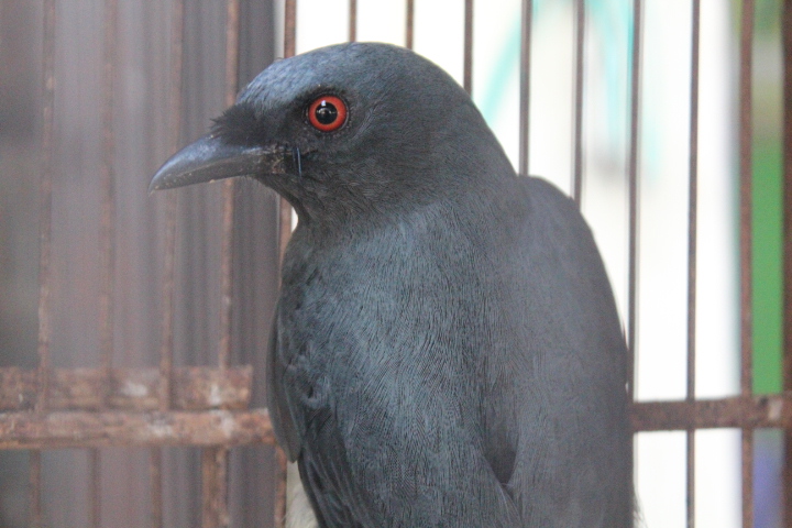 Ashy drongo (Dicrurus leucophaeus leucophaeus)