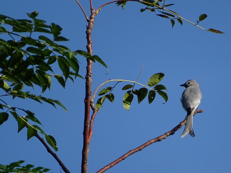 Ashy drongo (Dicrurus leucophaeus)