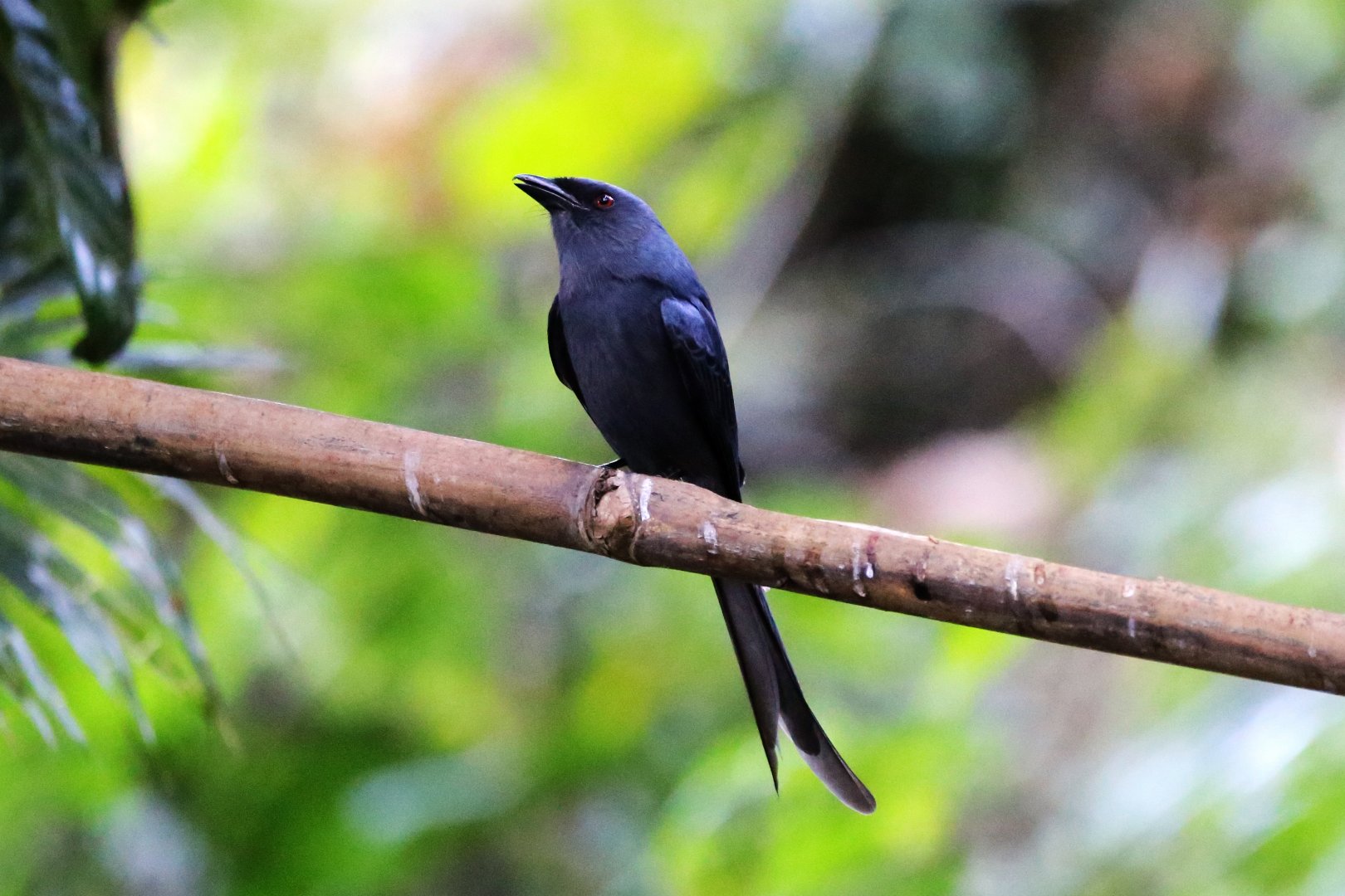 Ashy Drongo (Dicrurus leucophaeus)