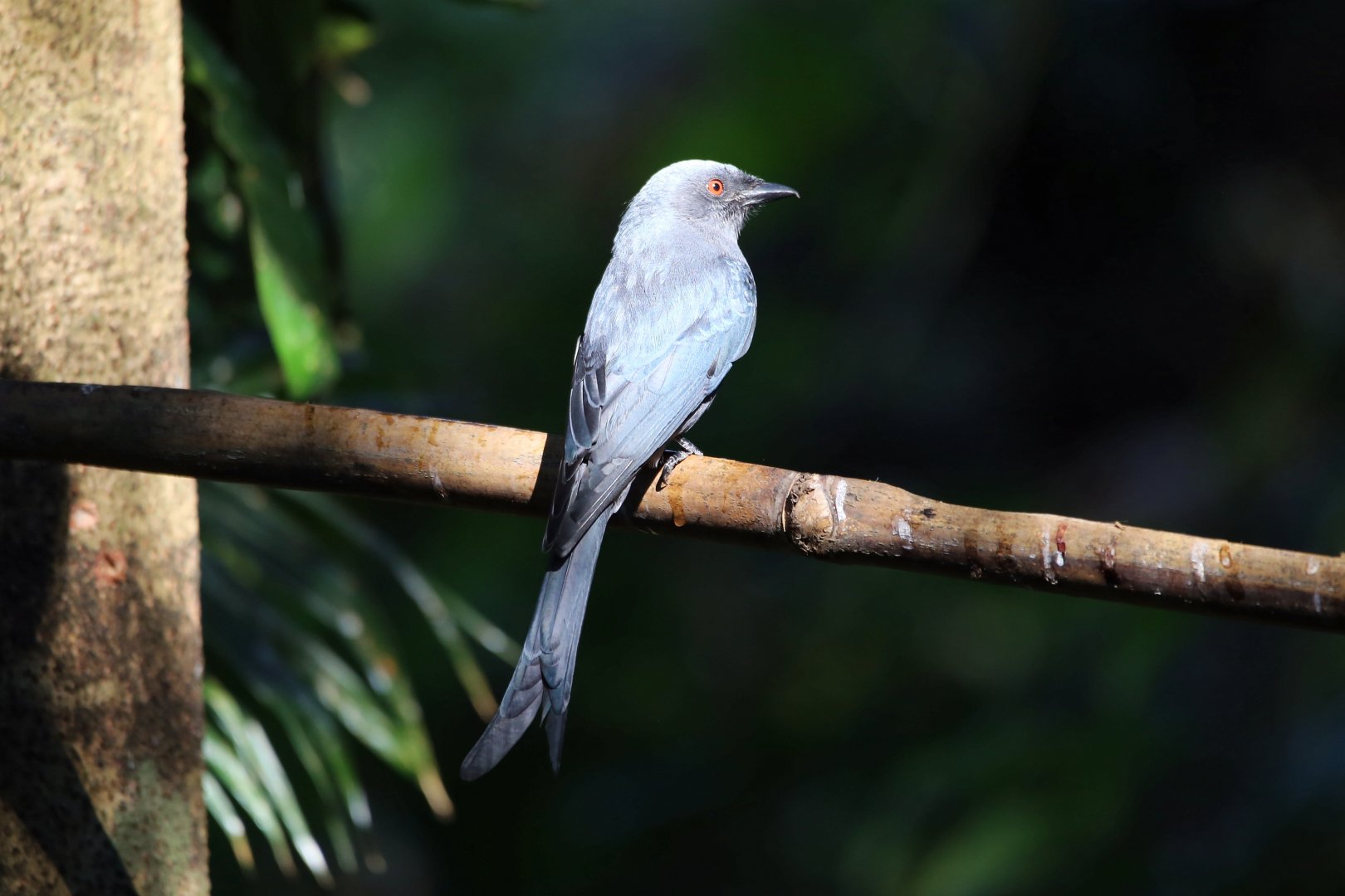Ashy Drongo (Dicrurus leucophaeus)
