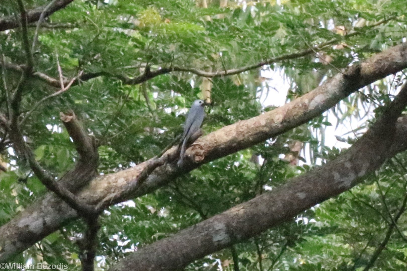 Ashy Drongo, subspecies D. l. leucogenis - Bang Pra Non-hunting Area