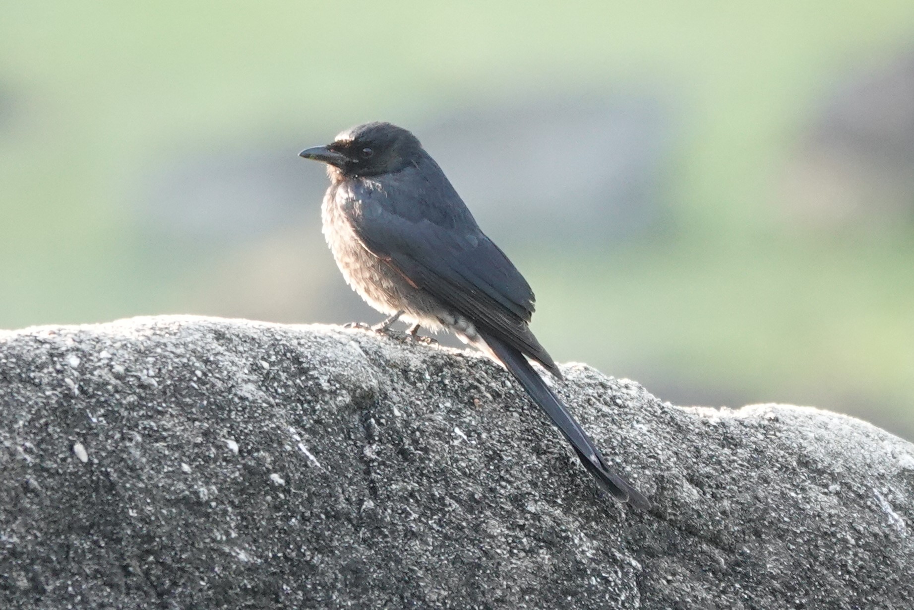 Ashy Drongo