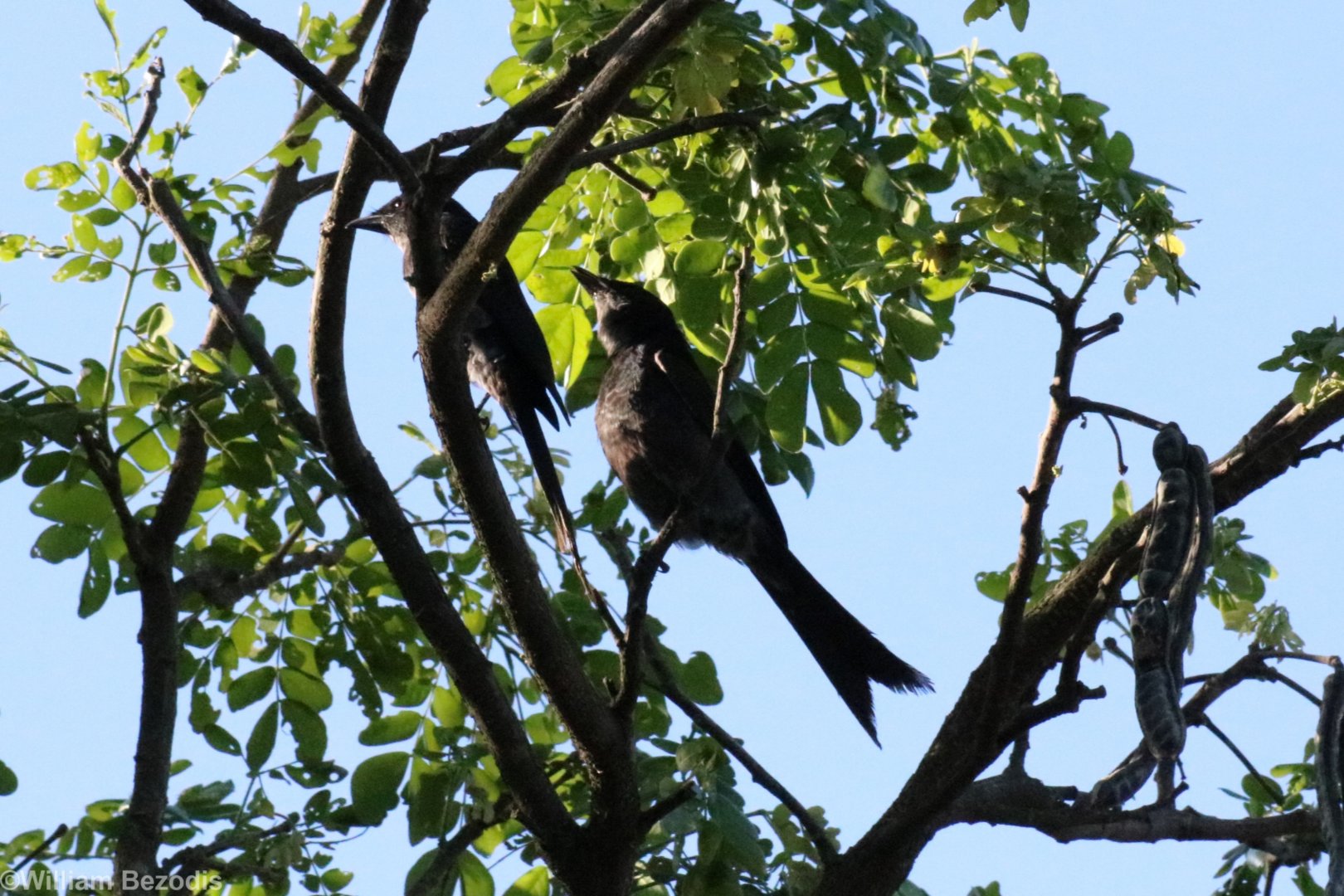 Ashy Drongos, subspecies D. l. mouhoti  - Bang Pra Non-hunting Area