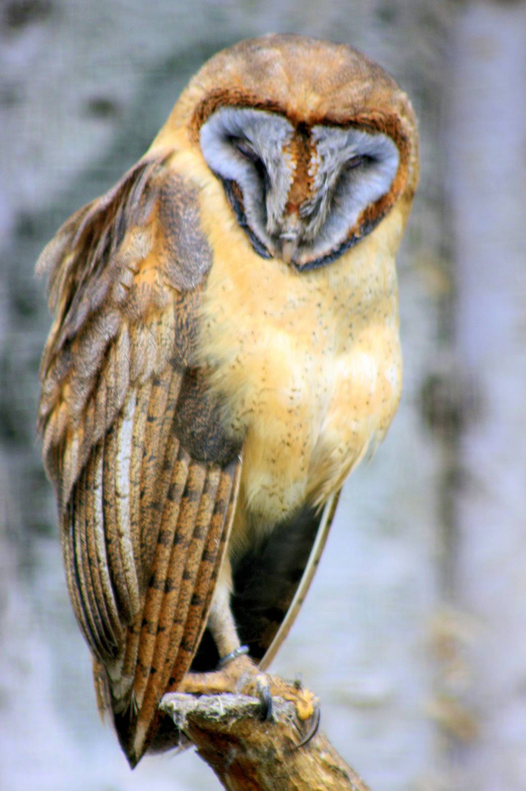 Ashy-faced barn owl; Walsrode; 23rd June 2013