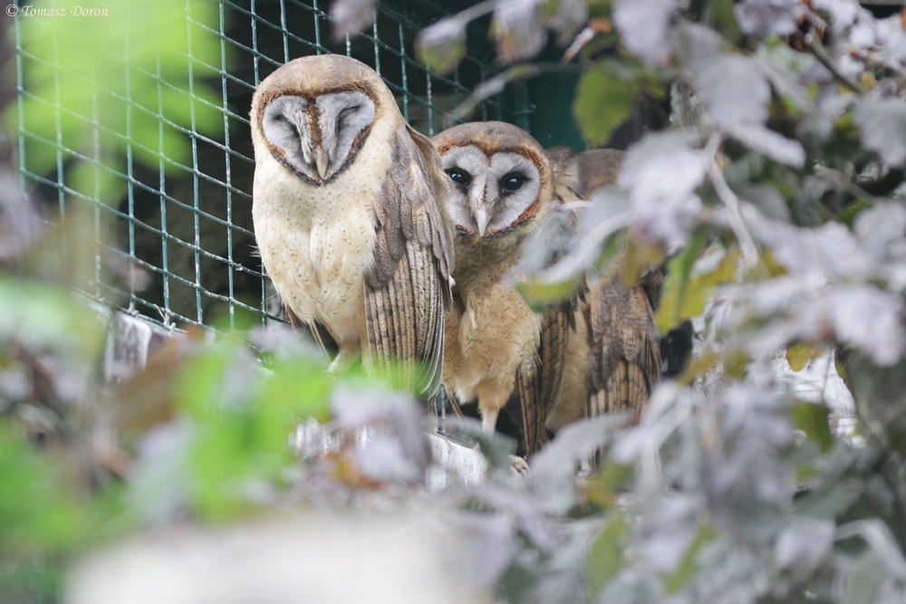 Ashy-faced Barn-Owls (Tyto glaucops)