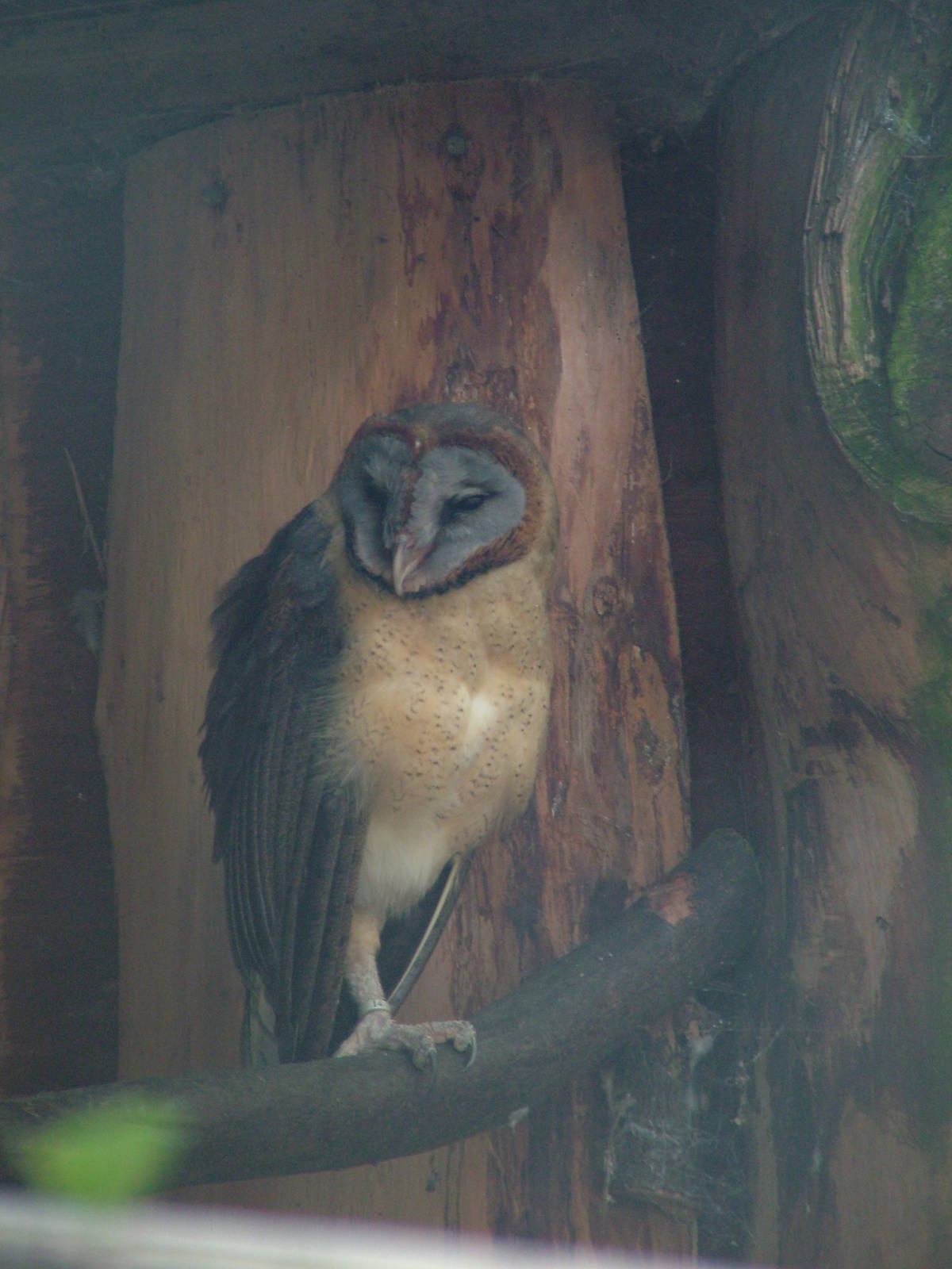 Ashy-faced Owl at Cotswold Falconry 20/09/09