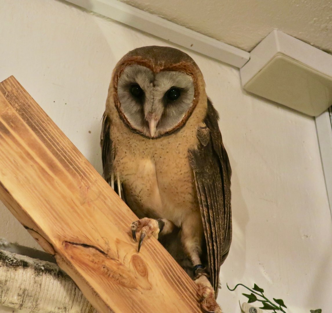Ashy-Faced Owl (Tyto glaucops)