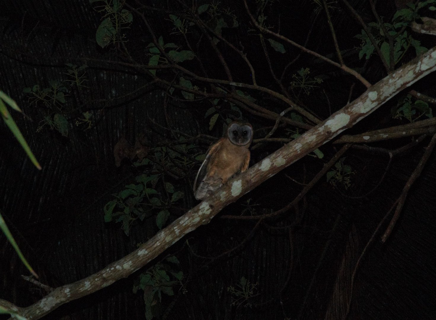 Ashy-faced Owl (Tyto glaucops)