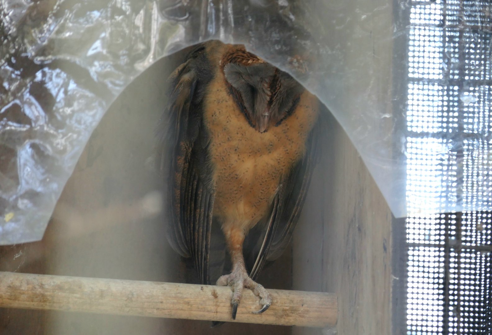 Ashy-faced Owl (Tyto glaucops)