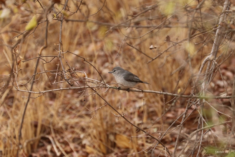 Ashy Flycatcher (Muscicapa caerulescens)