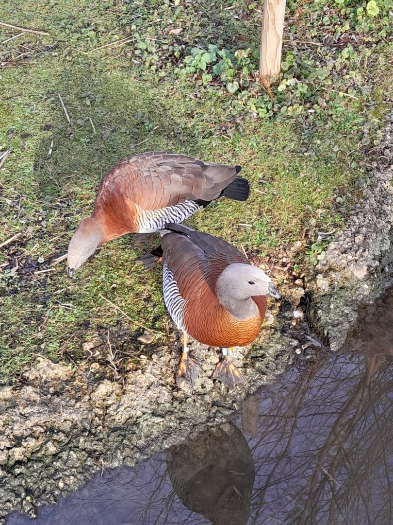 Ashy-headed geese.