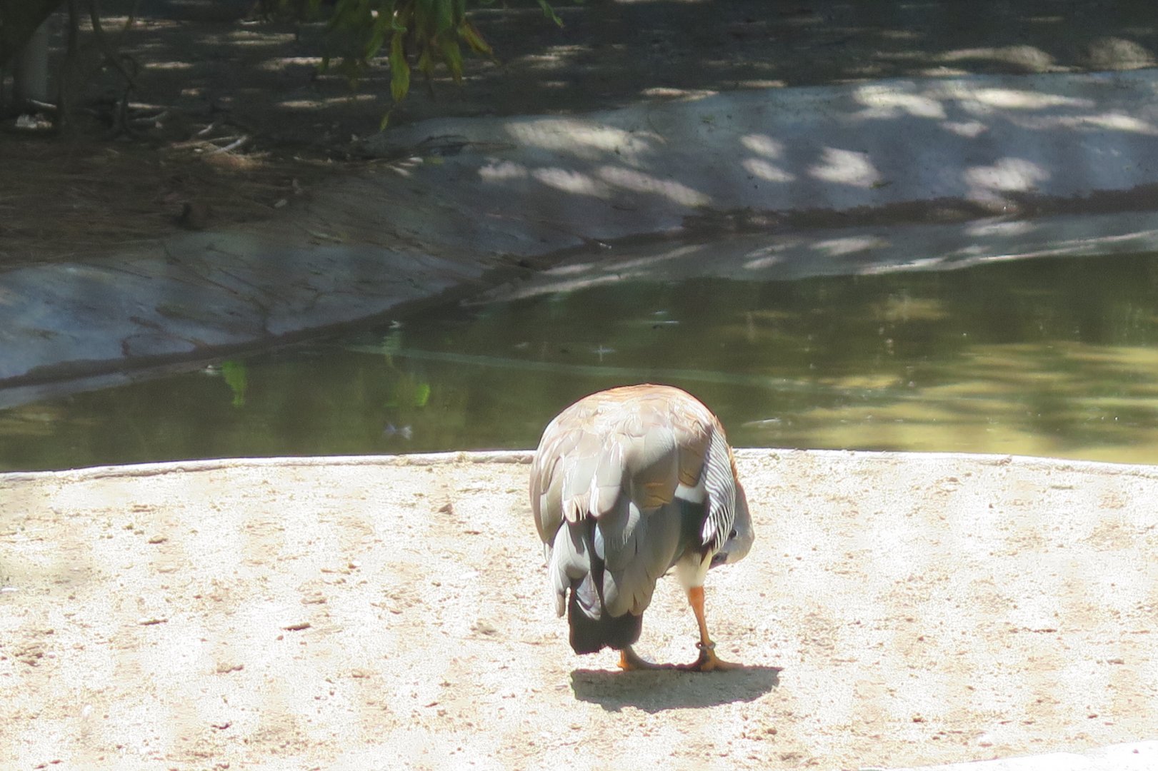 Ashy Headed Goose(8/23/2024)