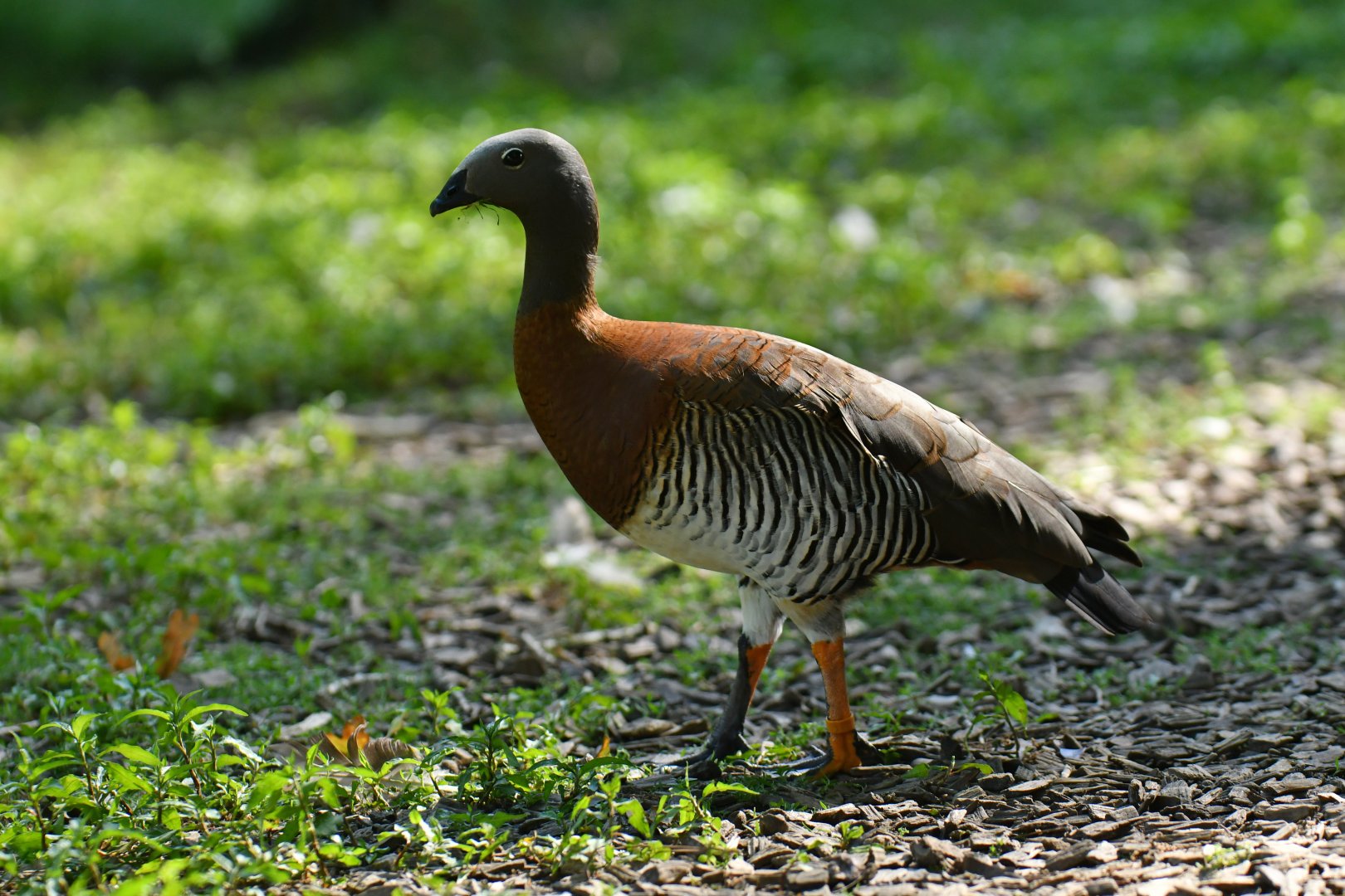 Ashy-headed Goose Chloephaga poliocephala