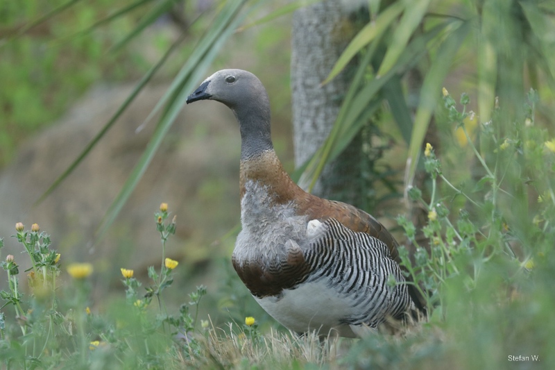 Ashy-headed goose (Chloephaga poliocephala)
