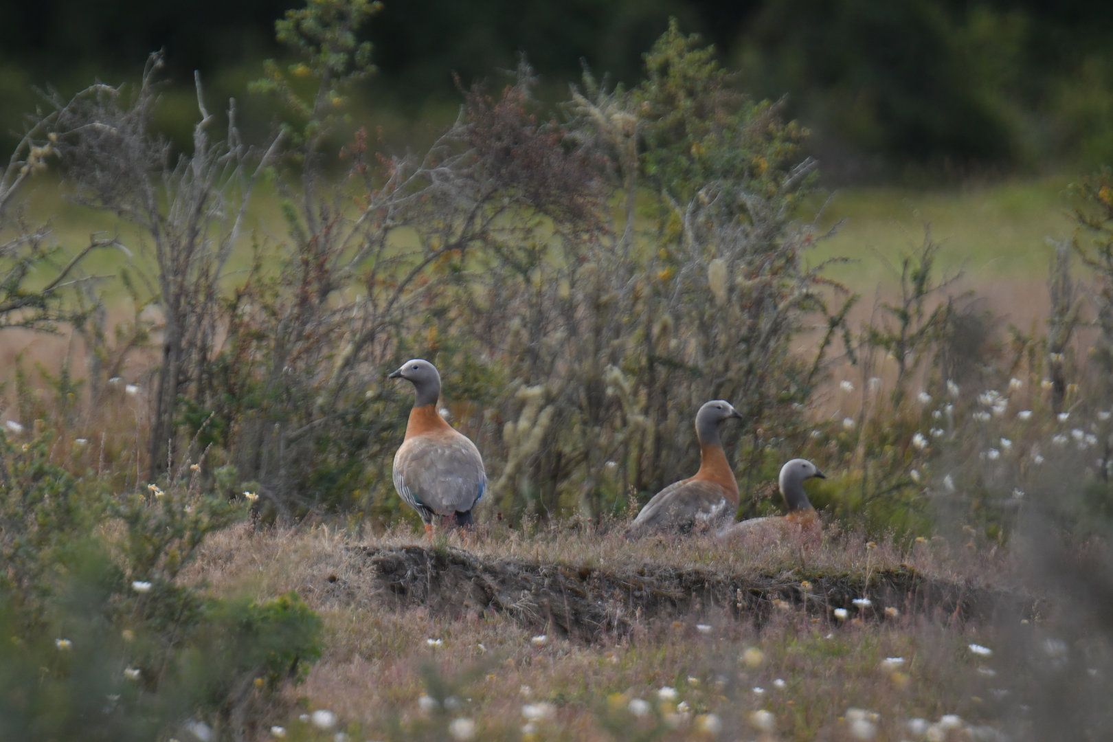 Ashy-headed Goose Chloephaga poliocephala