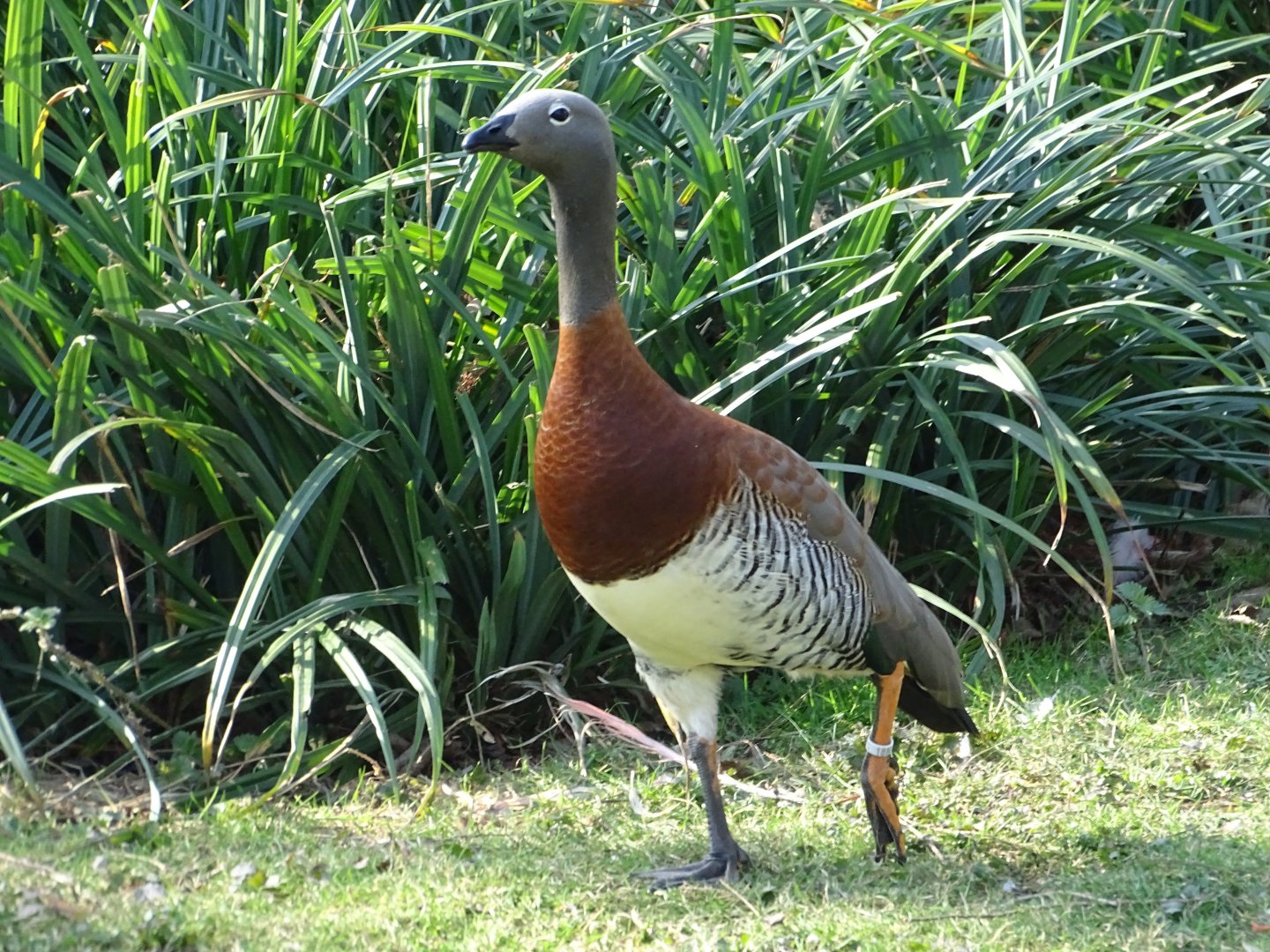 Ashy-headed goose (Chloephaga poliocephala)
