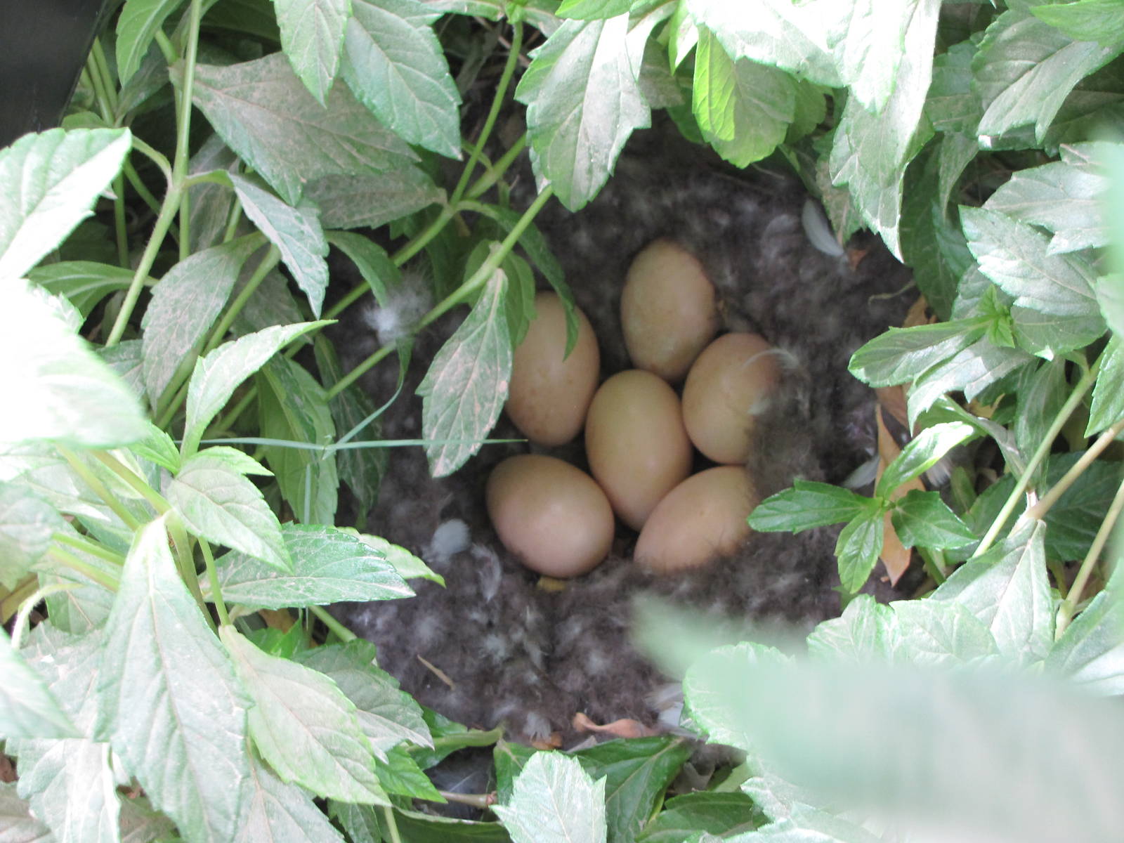 Ashy-headed goose eggs