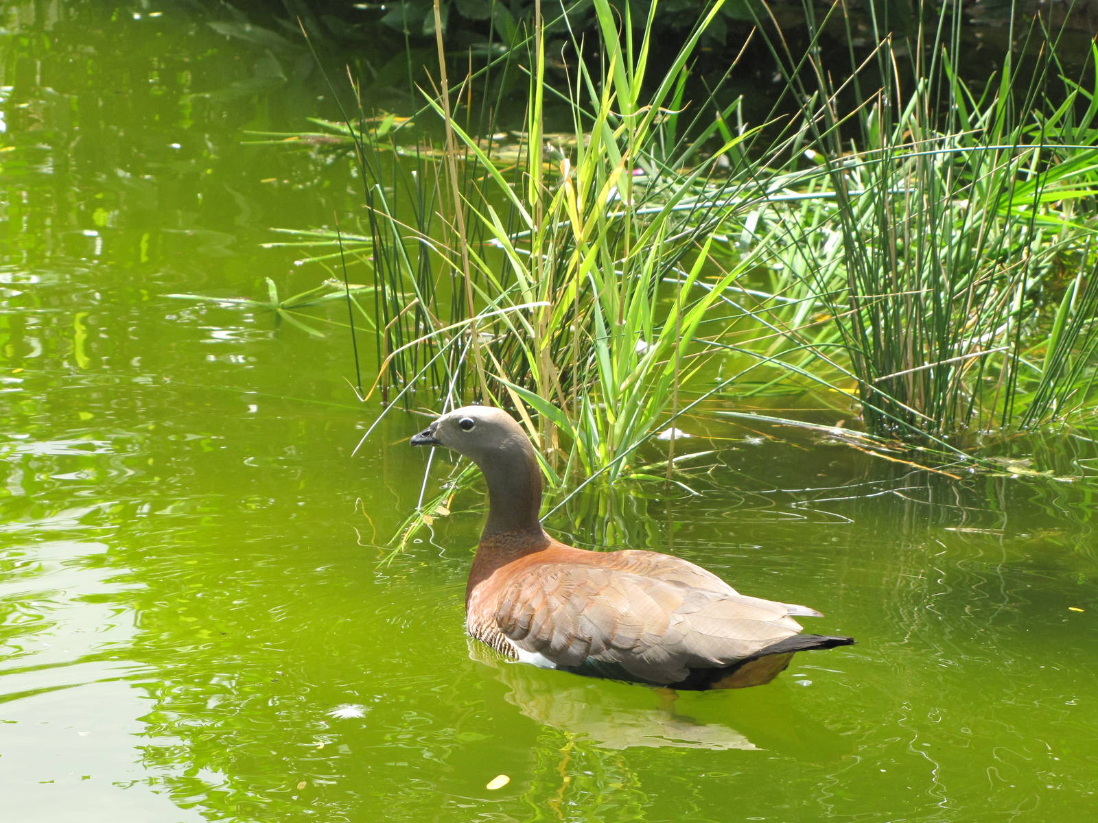 ashy-headed goose