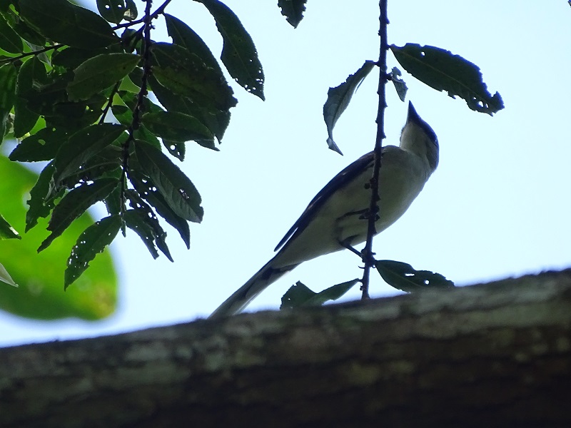 Ashy minivet (Pericrocotus divaricatus)