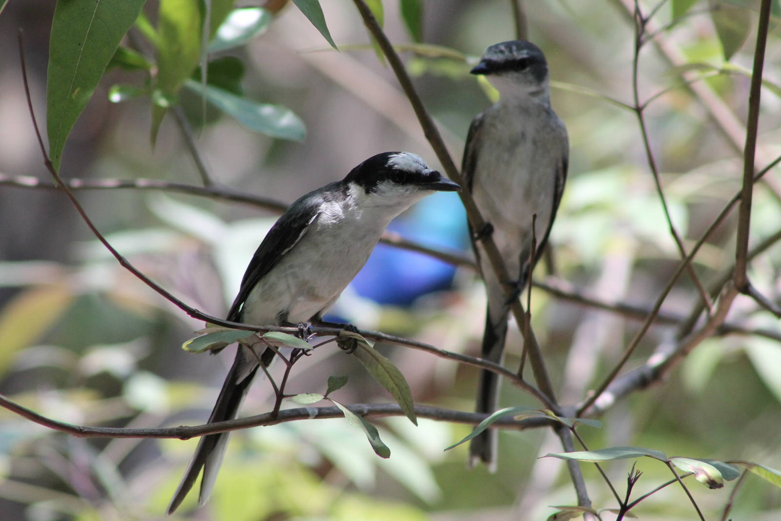 ashy minivets (Pericrocotus divaricatus)