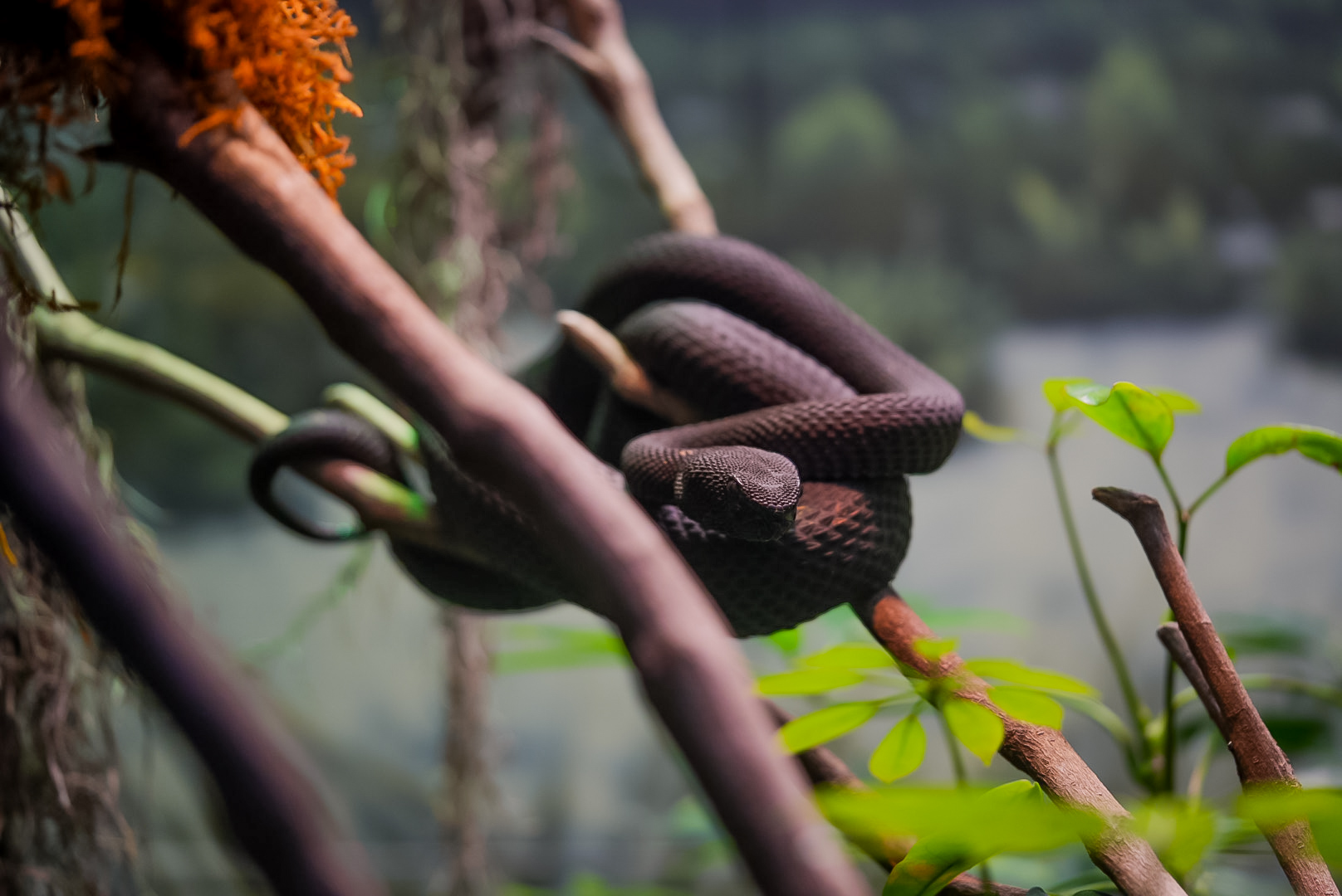 Ashy Pit Viper
