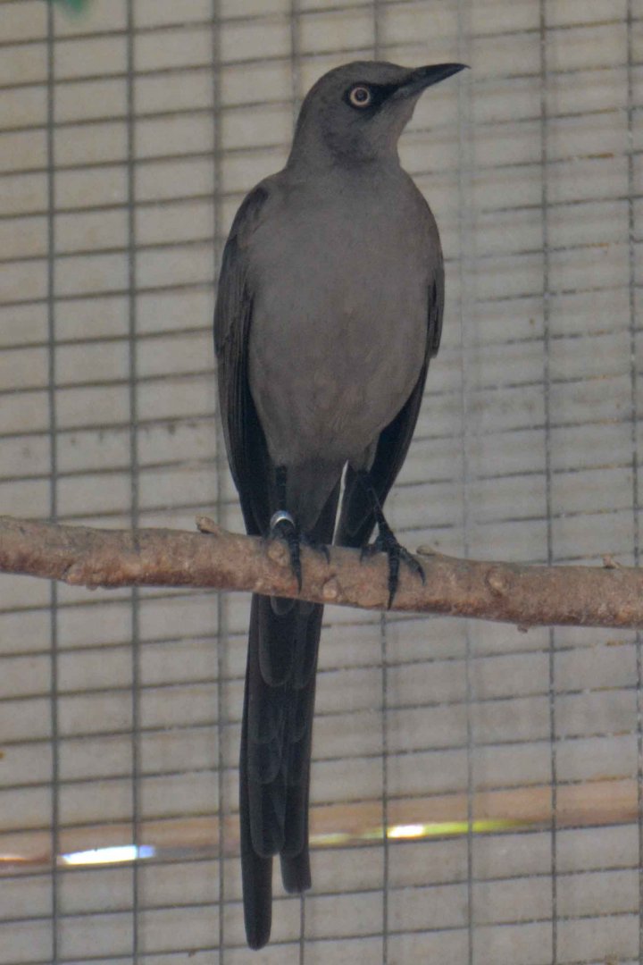 Ashy starling, Lamprotornis unicolor (2019)