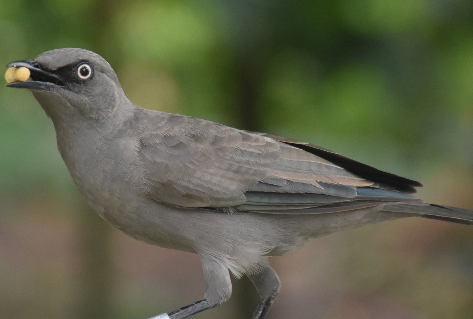 Ashy Starling (Lamprotornis unicolor)