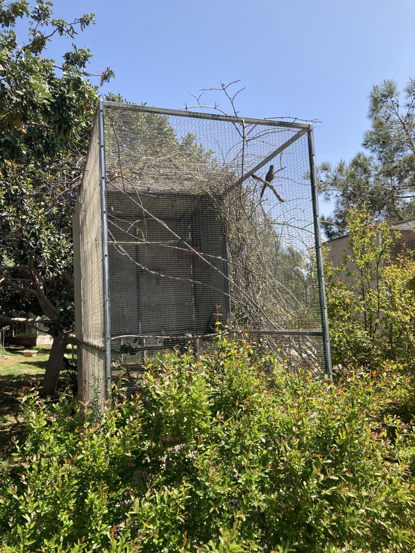 Ashy starling, Song thrush and Red and yellow barber exhibit