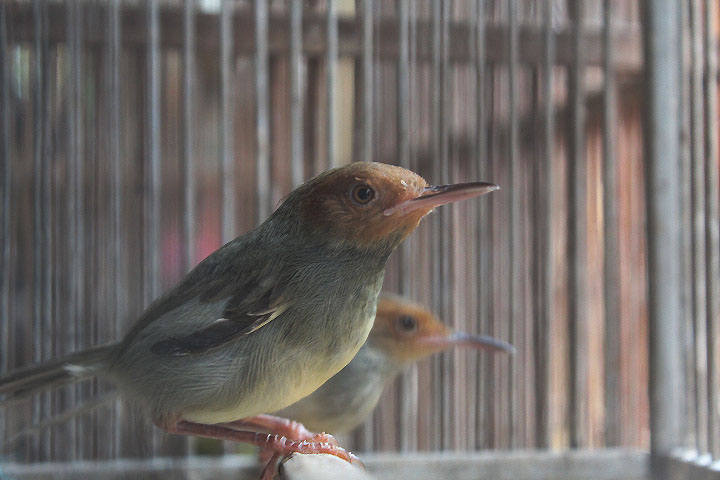 Ashy tailorbird (Orthotomus ruficeps ruficeps)