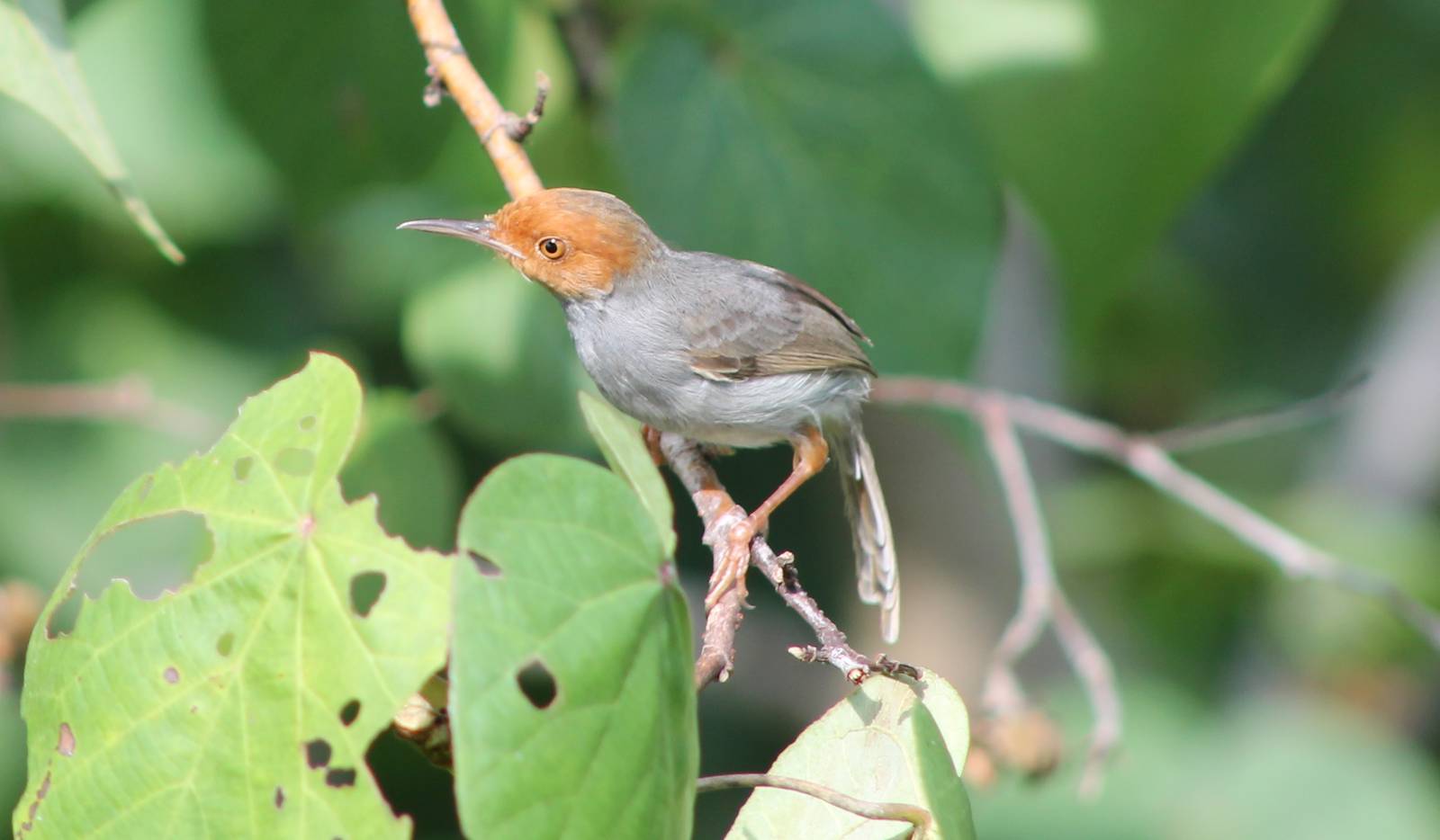 ashy tailorbird (Orthotomus ruficeps)